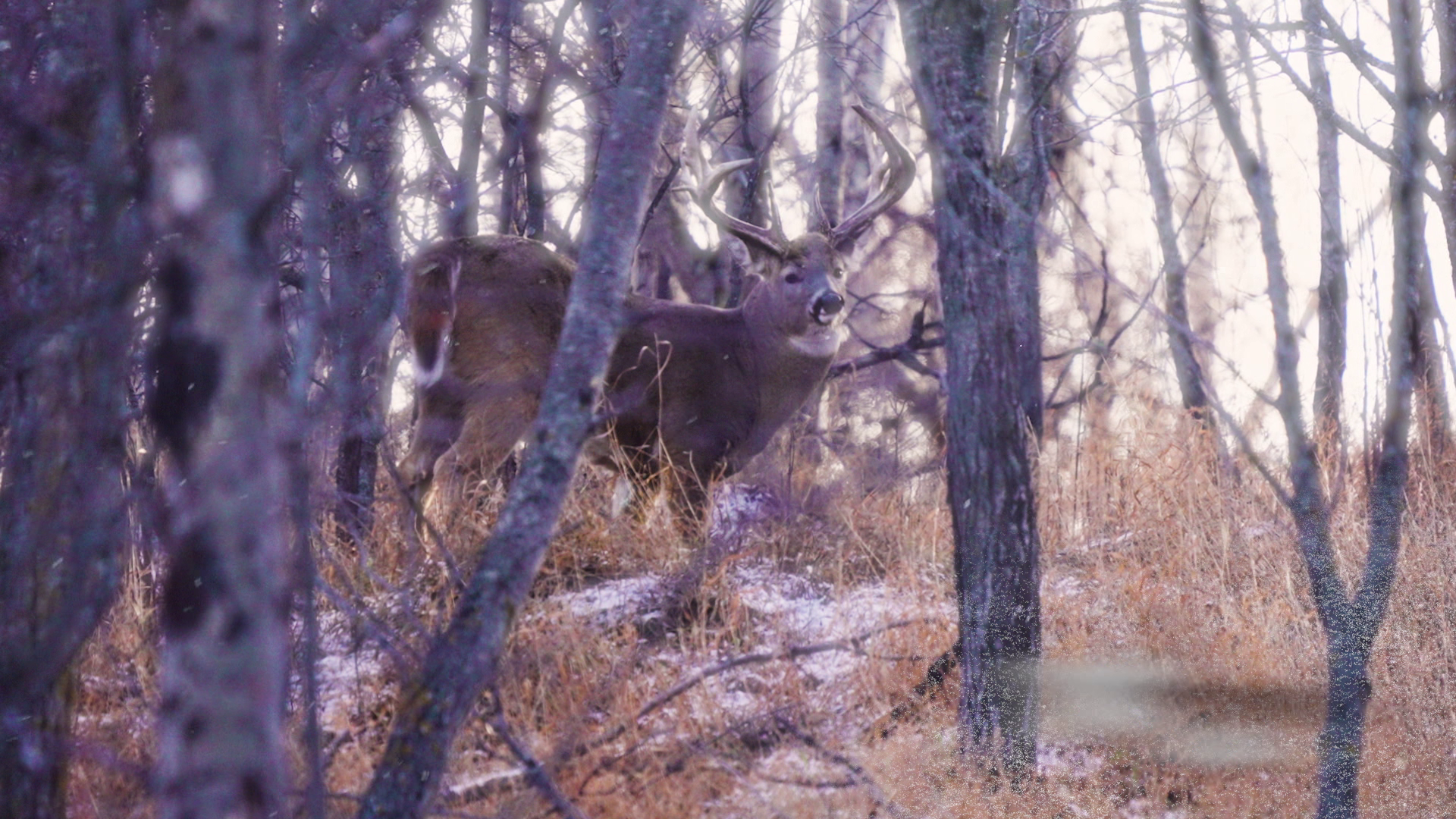 Ontario Wild Turkey - Part 2 episode thumbnail