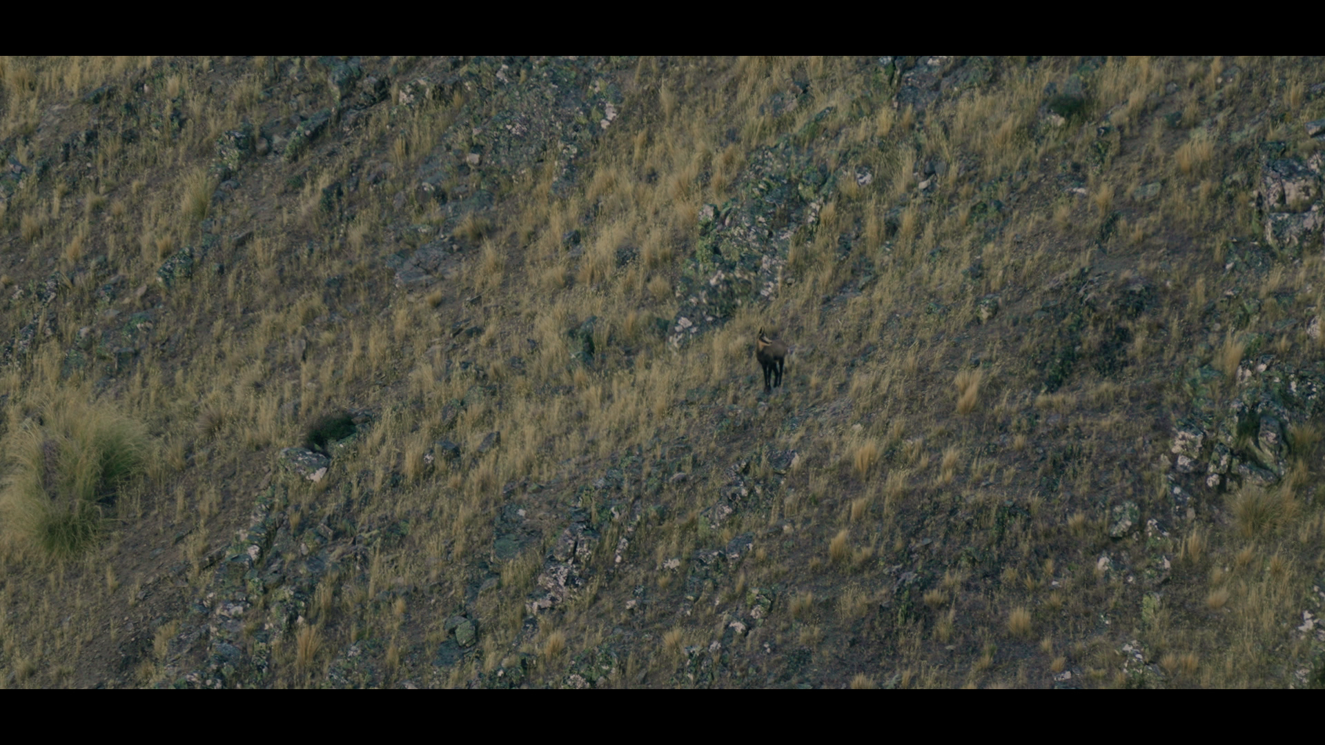 New Zealand Tahr episode thumbnail