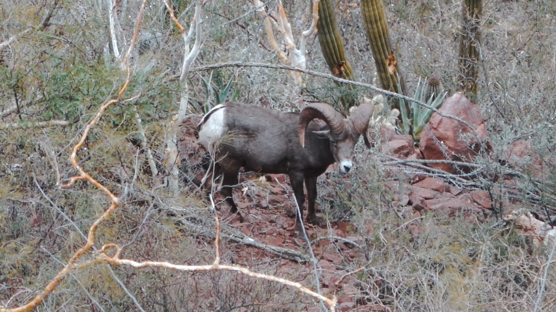 Mitch's First Desert Big Horn - Part 1 episode thumbnail