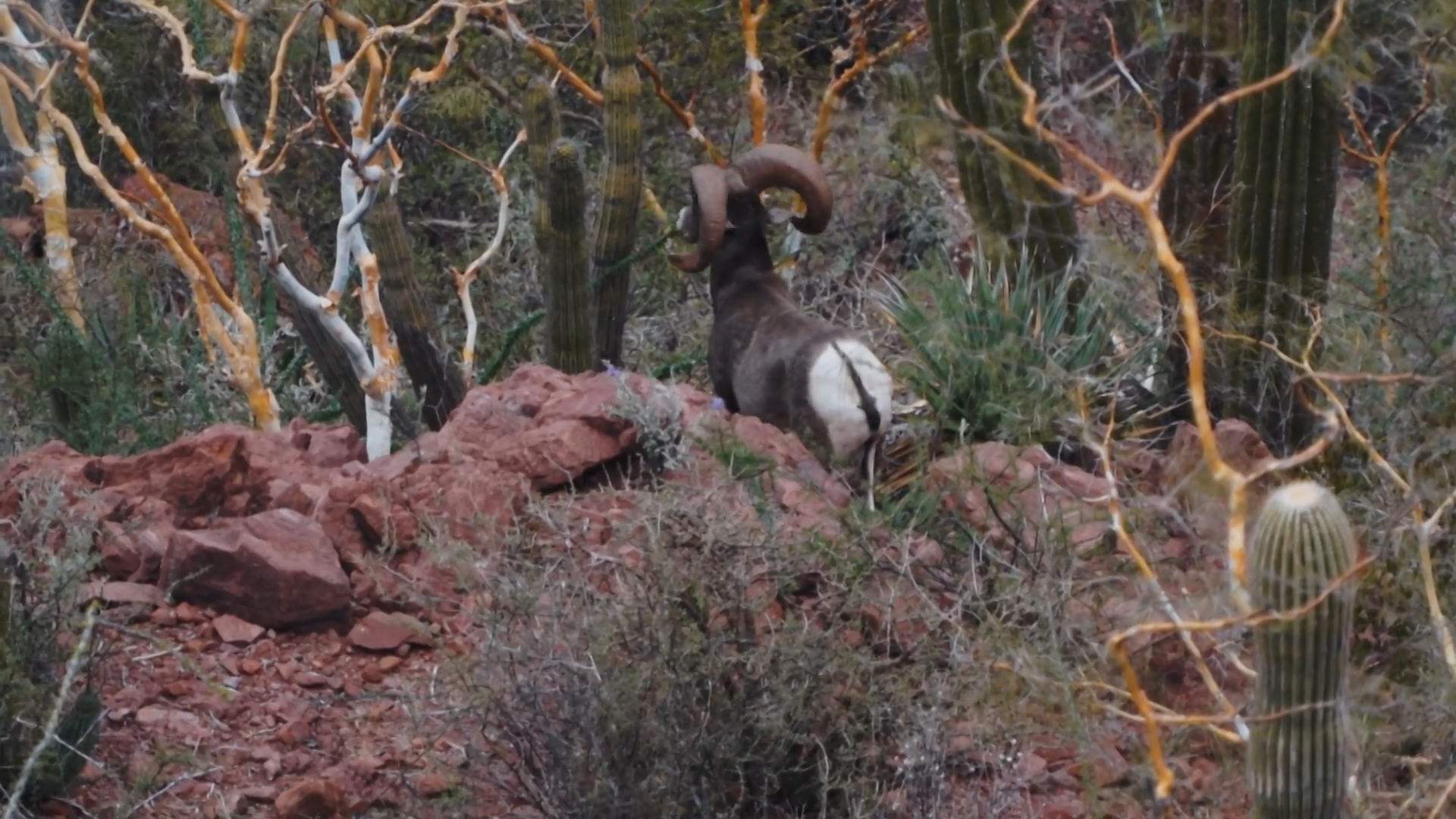 Mitch’s First Desert Big Horn - Part 2 episode thumbnail