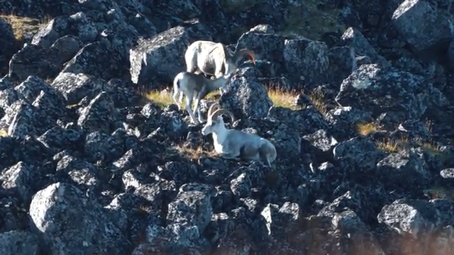 DIY Stone Sheep Hunt - Part 2 episode thumbnail