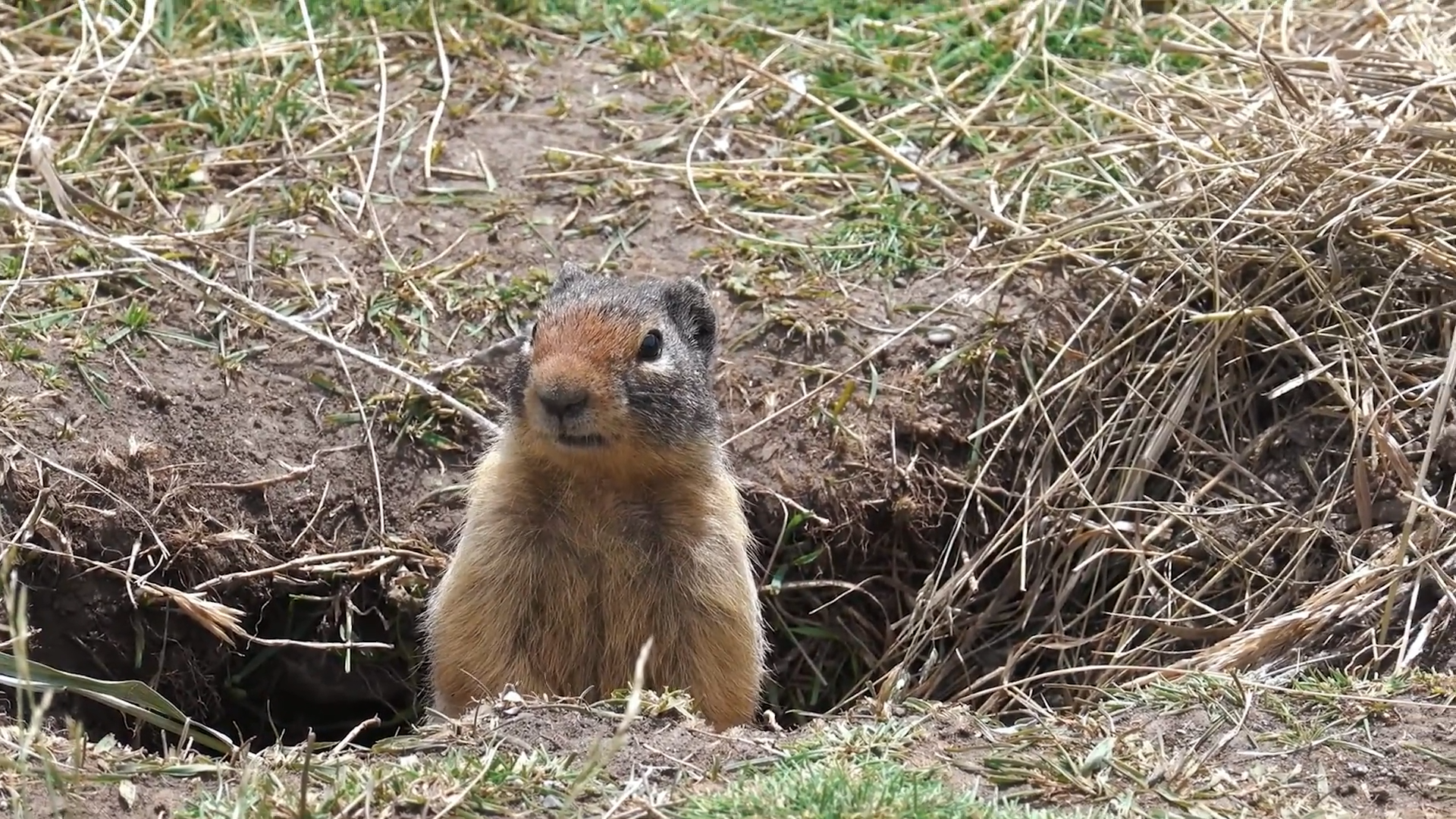 Backyard Bears: A BC Bear Hunt episode thumbnail