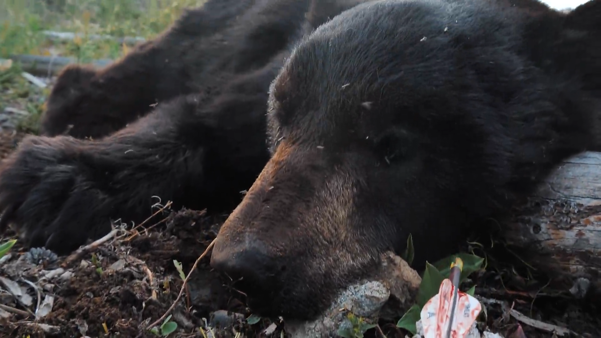 Trav’s First BC Black Bear episode thumbnail