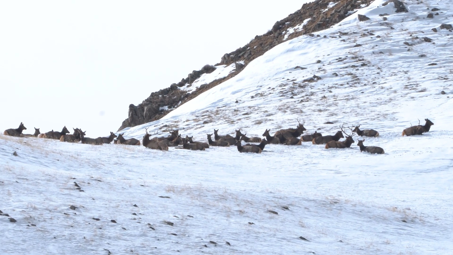 Late Season Horseback Bulls - Part 2 episode thumbnail