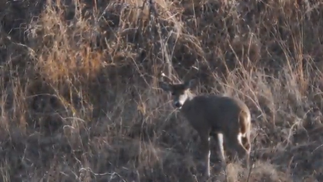 Mountain Bucks: Cheez’s First Coues Deer Hunt episode thumbnail