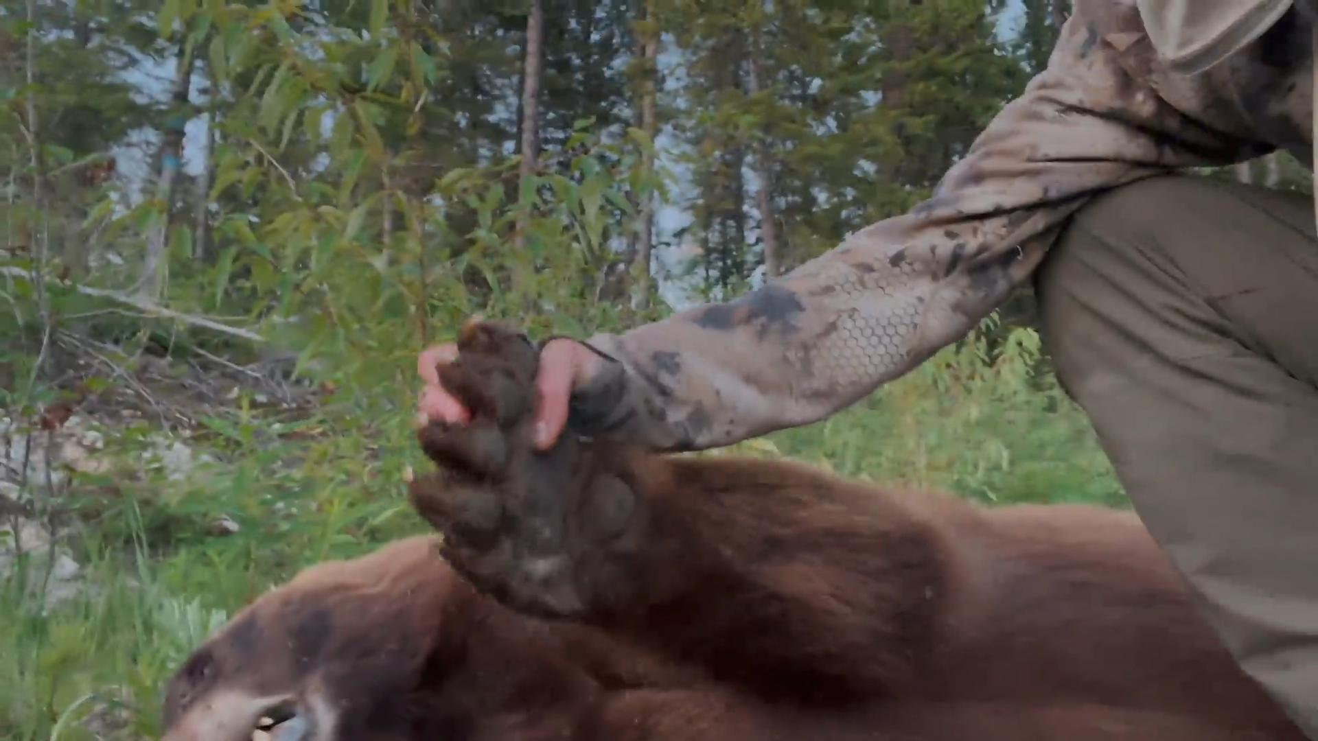 BC Region 4 Black Bears: Big Blonde Bear Down episode thumbnail