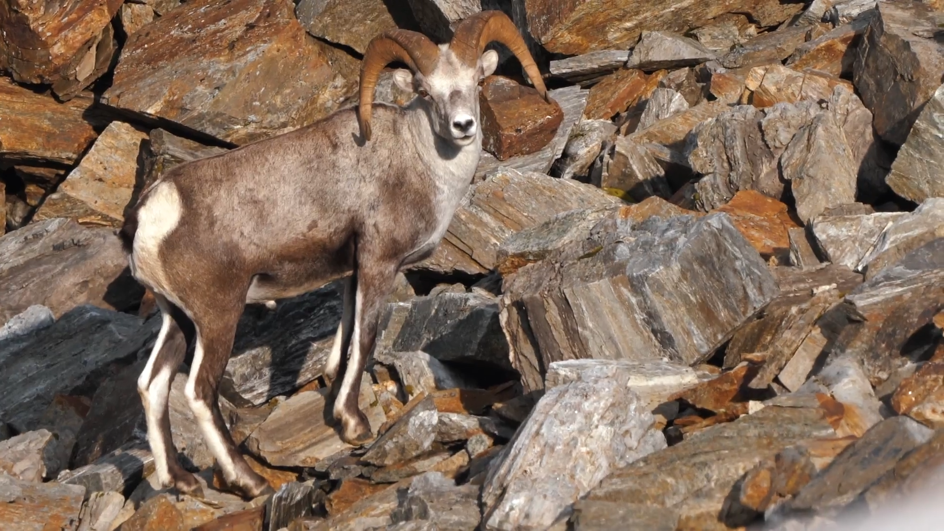 Northern BC Goat Hunt – Part 2 episode thumbnail