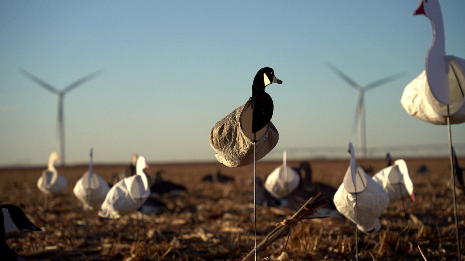 Goose Hunting In Texas episode thumbnail