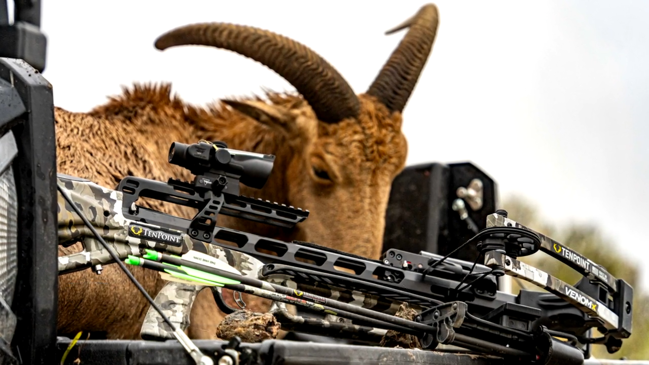 Crossbow Hunting Adventures episode thumbnail