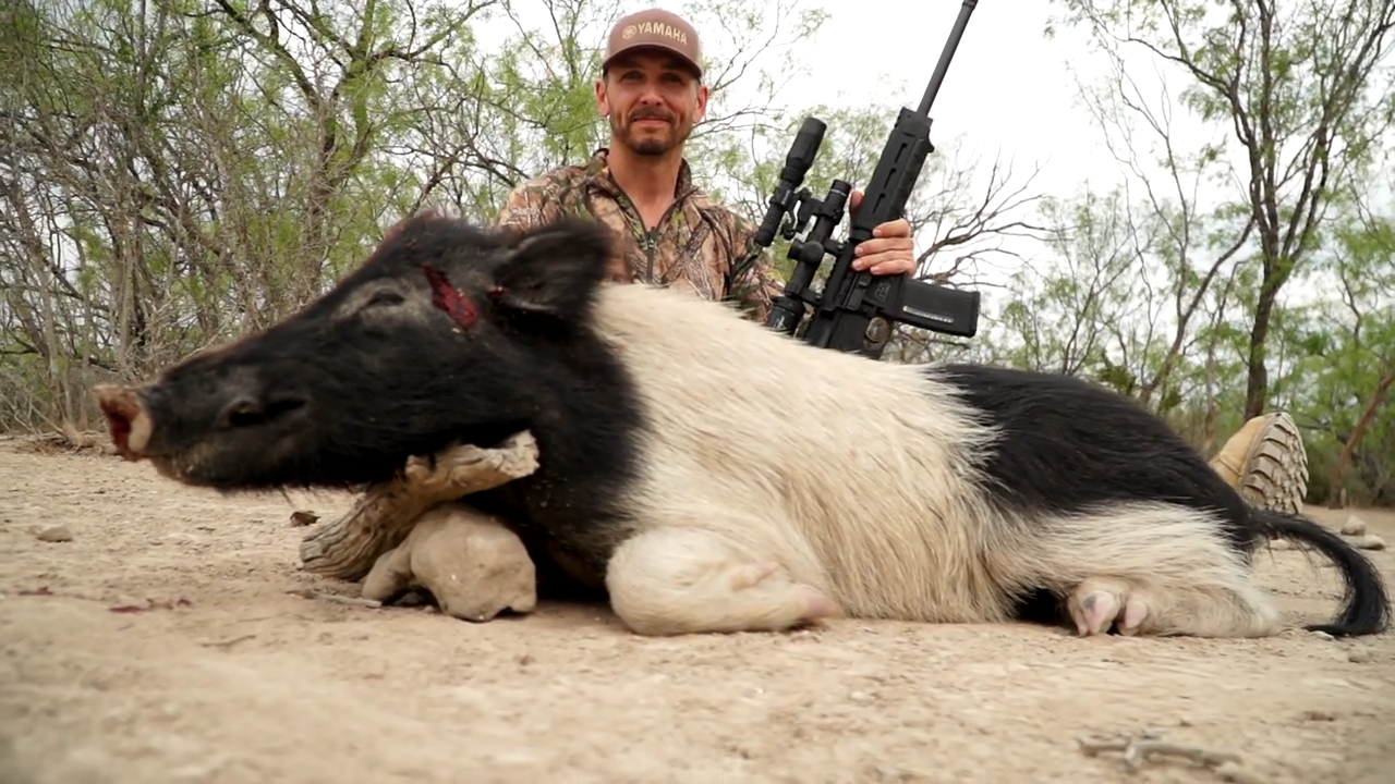 Dove Hunting and Hog Hunting in Texas episode thumbnail
