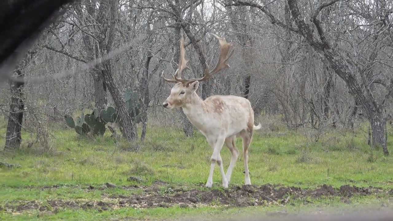 Curing Cabin Fever in Texas episode thumbnail
