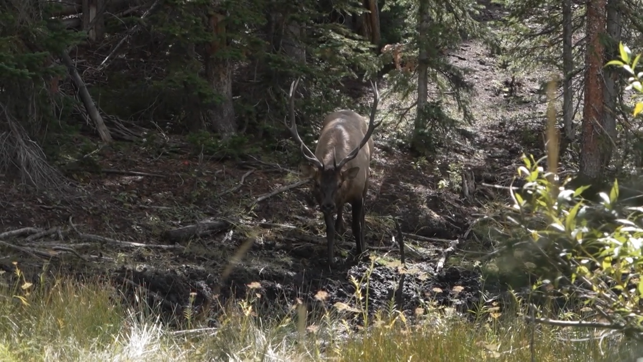 The Search For Elk Ivories episode thumbnail