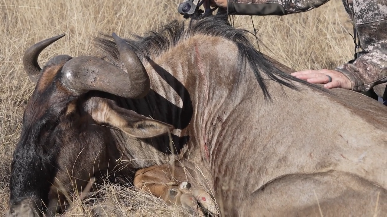 Whackin' the Wildebeest! episode thumbnail