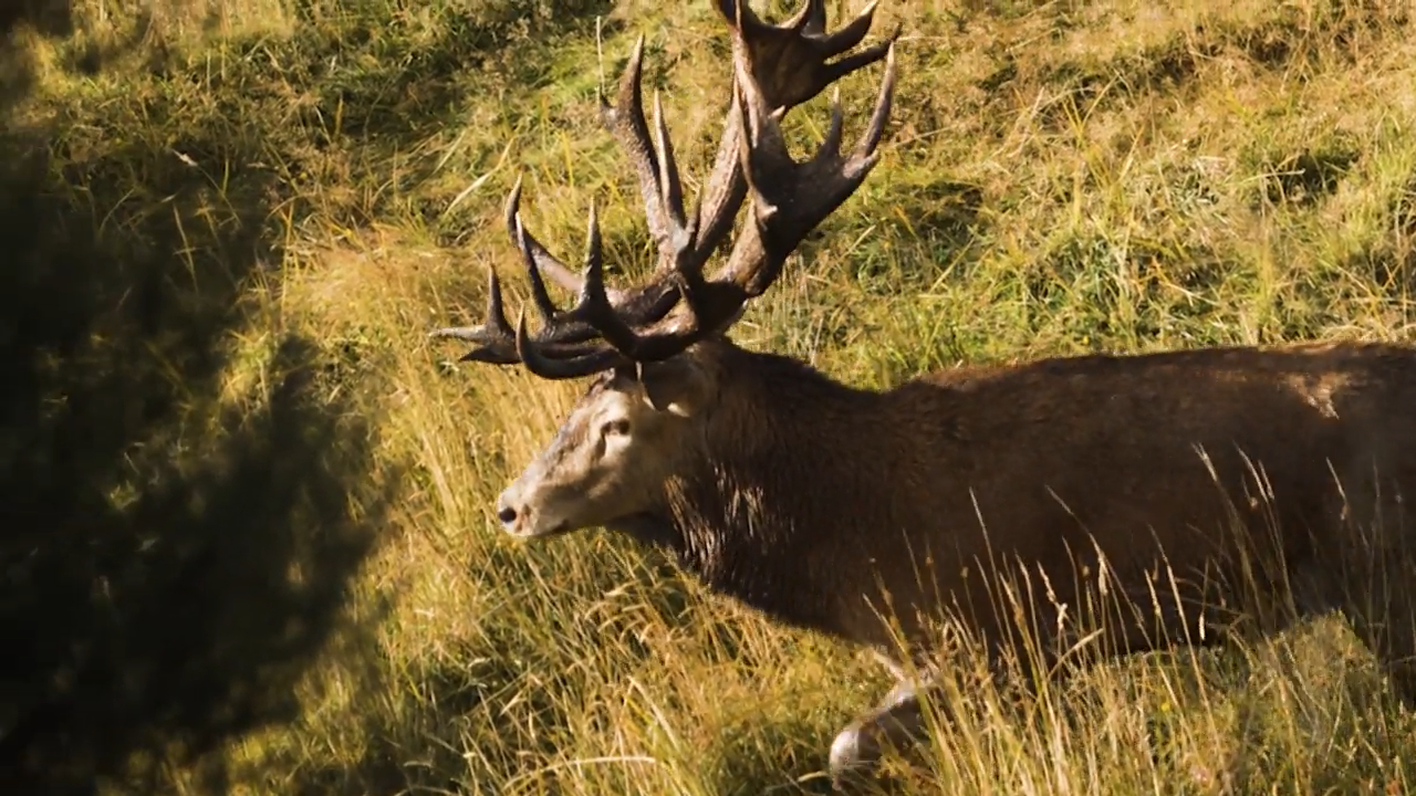 The Roar in Gore, Part 1 episode thumbnail