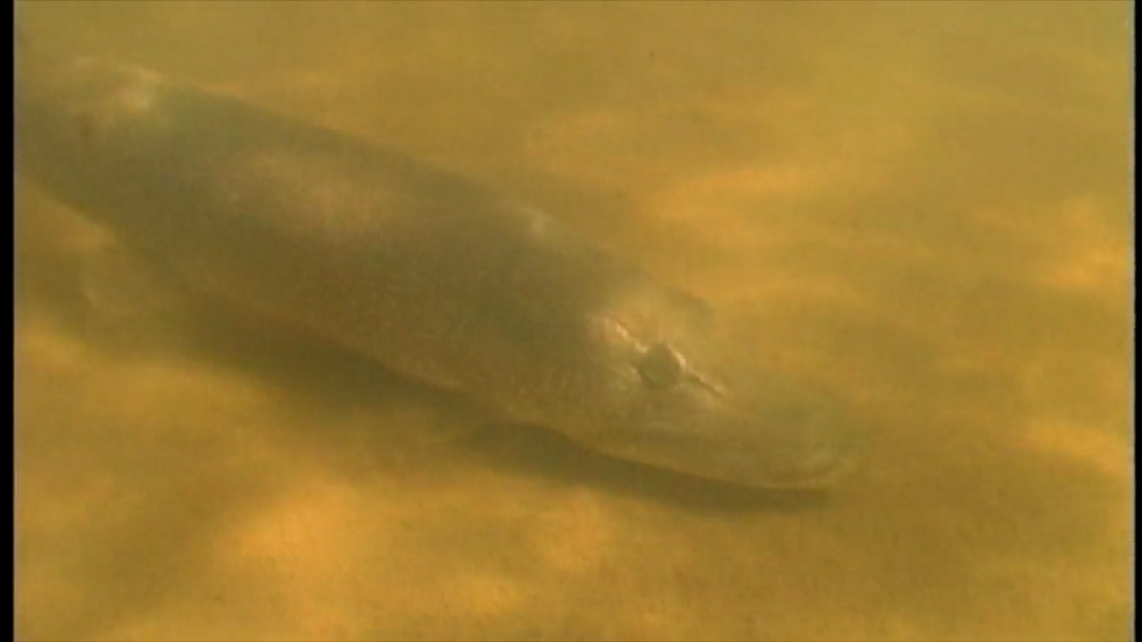 Wild Waters episode thumbnail