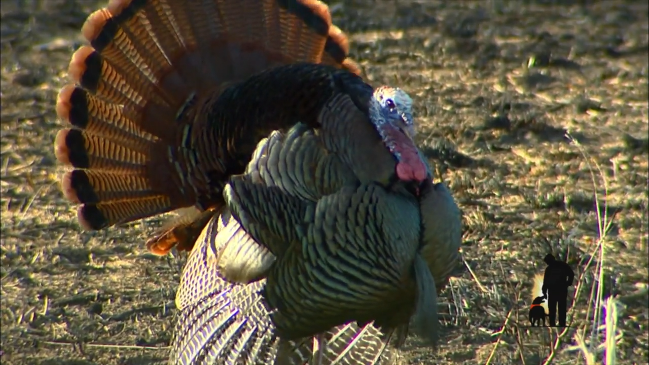 Turkey Special episode thumbnail