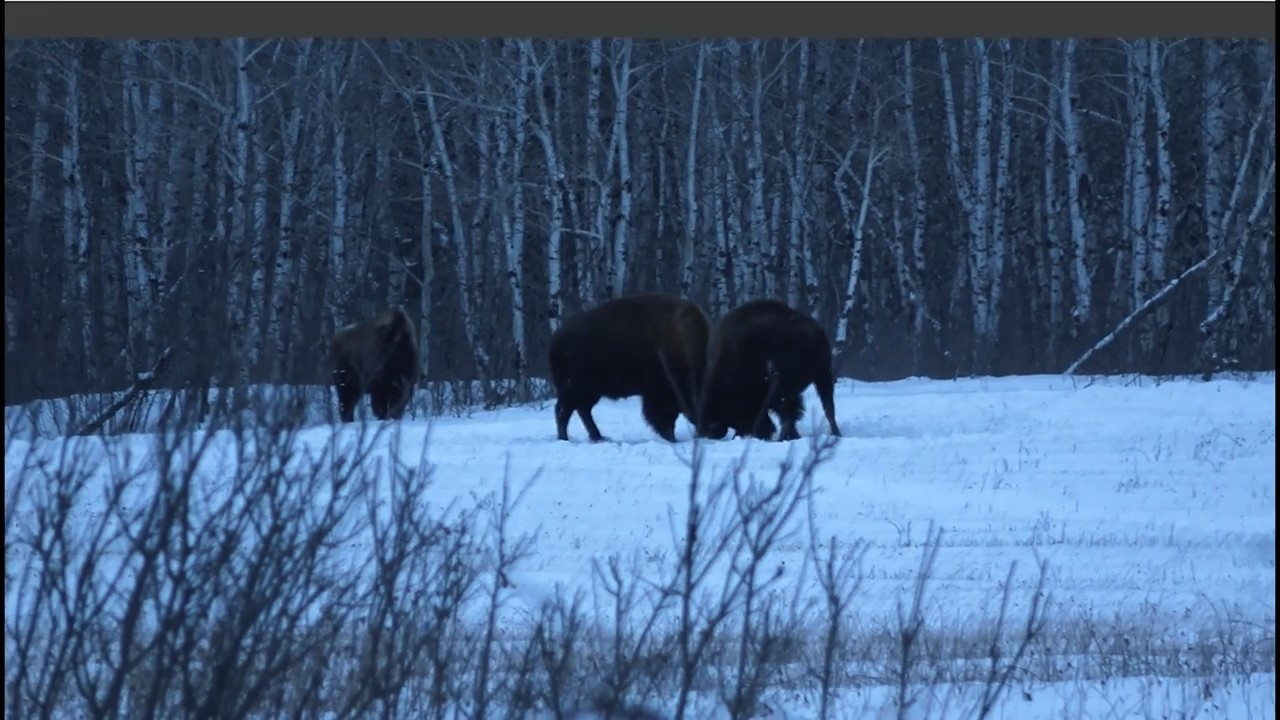 Prairie Giants episode thumbnail