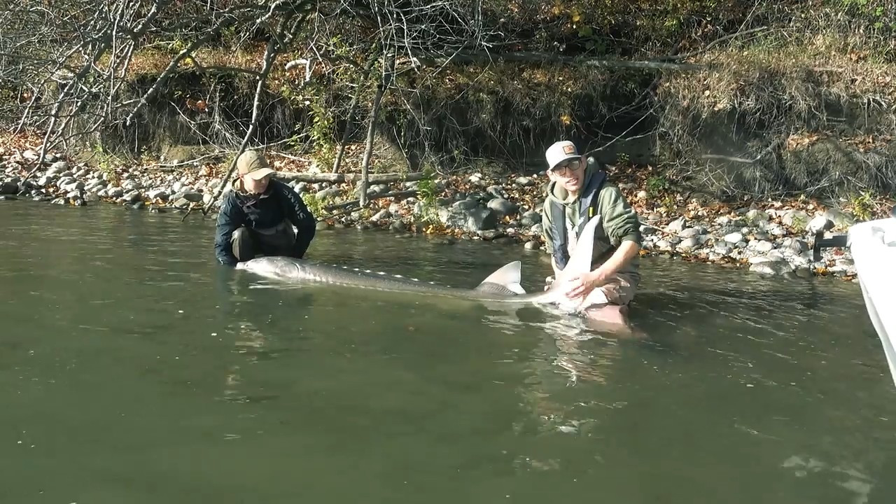 Sturgeon Showdown episode thumbnail