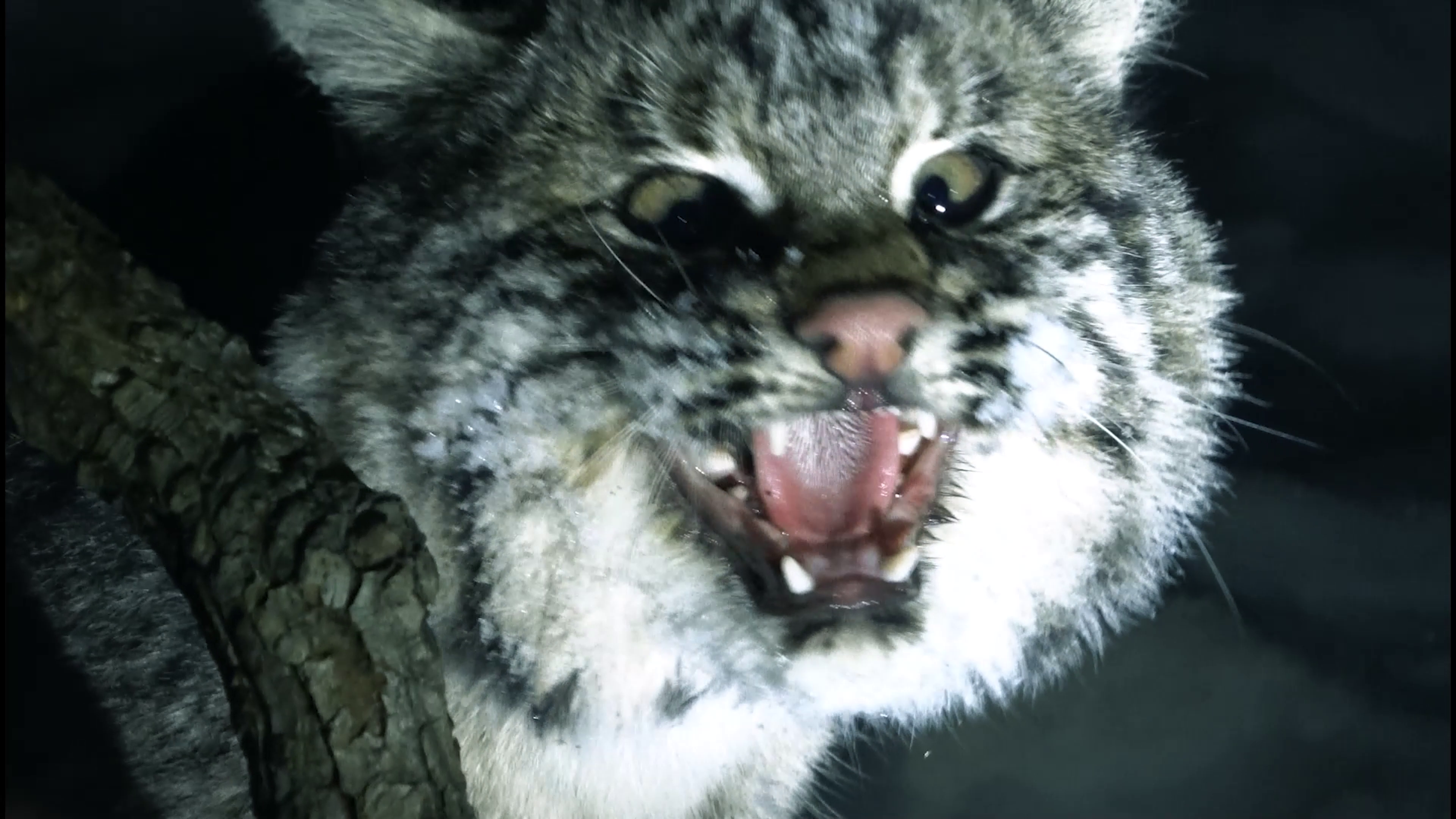 Bullseyes & Bullheads episode thumbnail