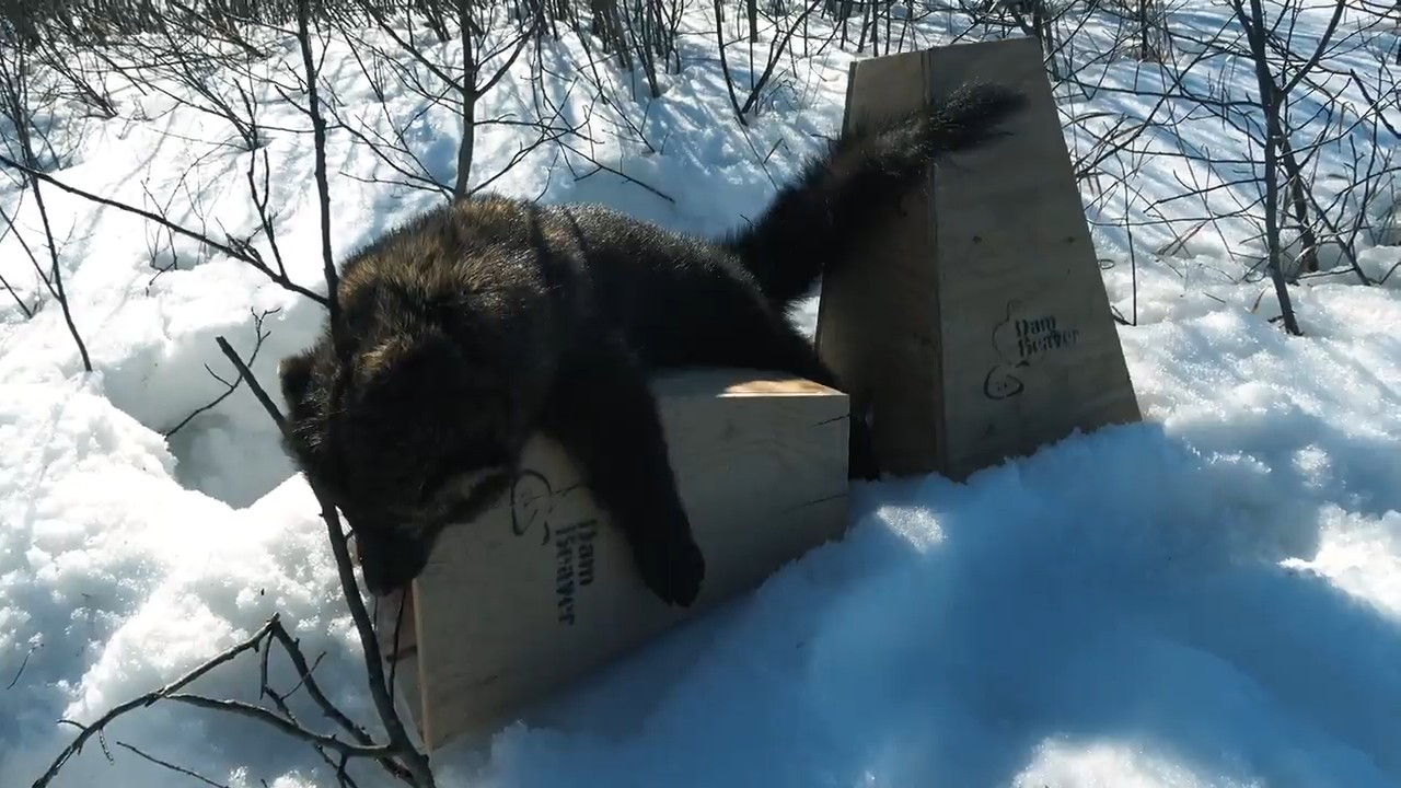 Fur and Steel episode thumbnail
