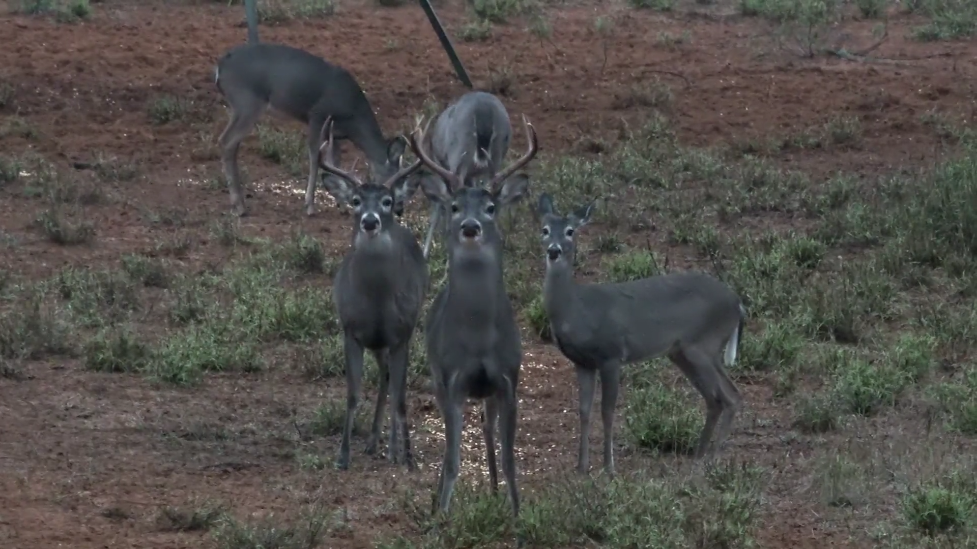 Stones episode thumbnail