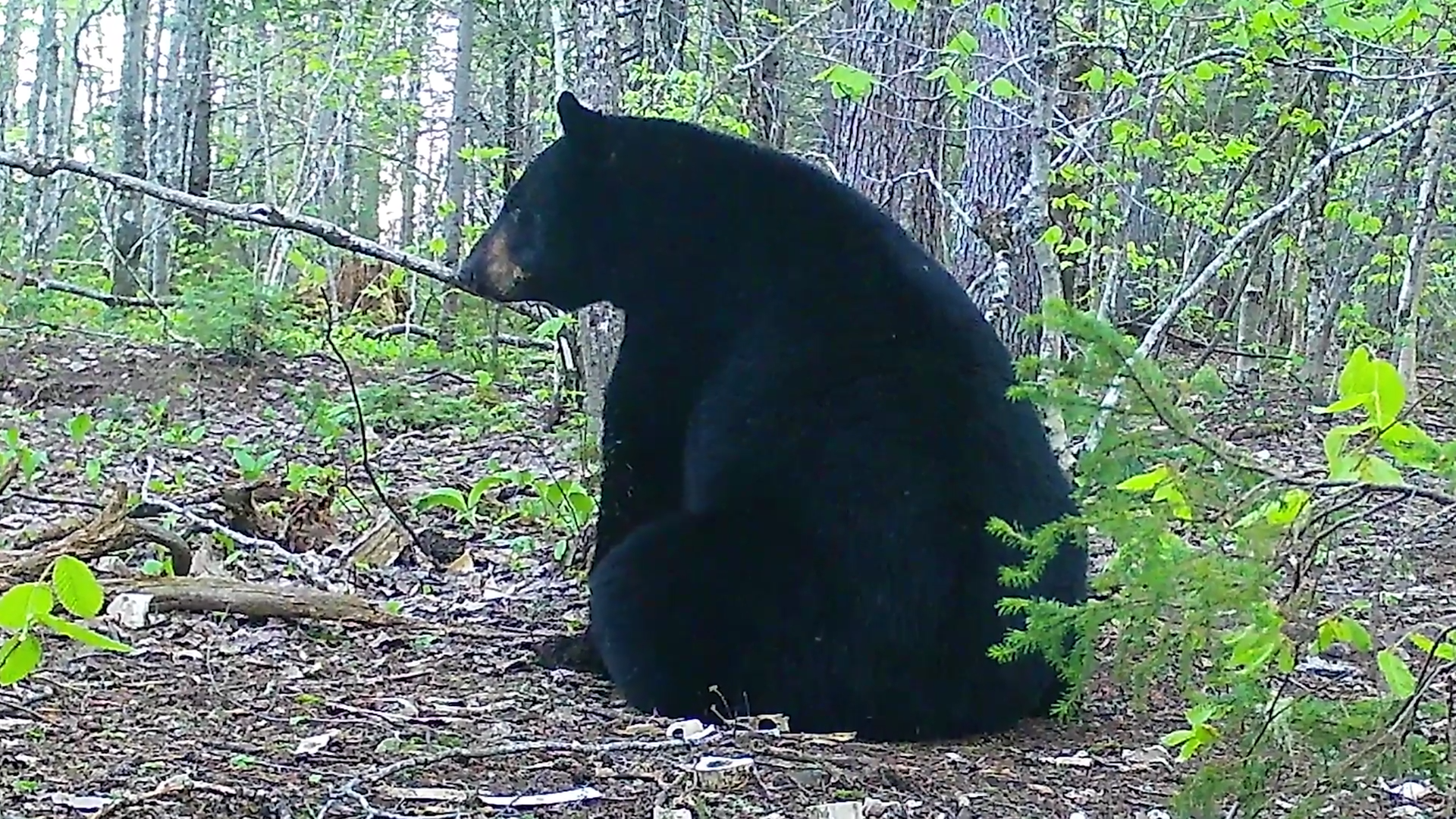 Brownie episode thumbnail