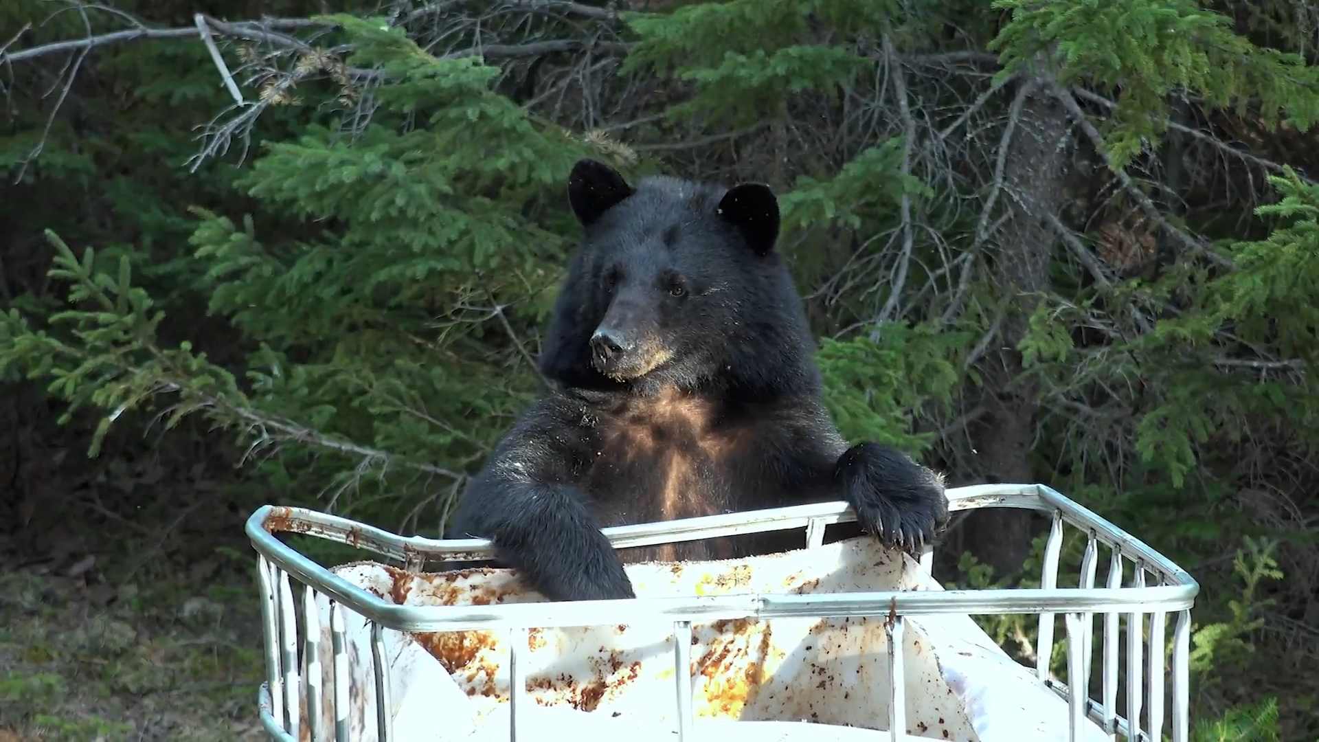 Superman episode thumbnail