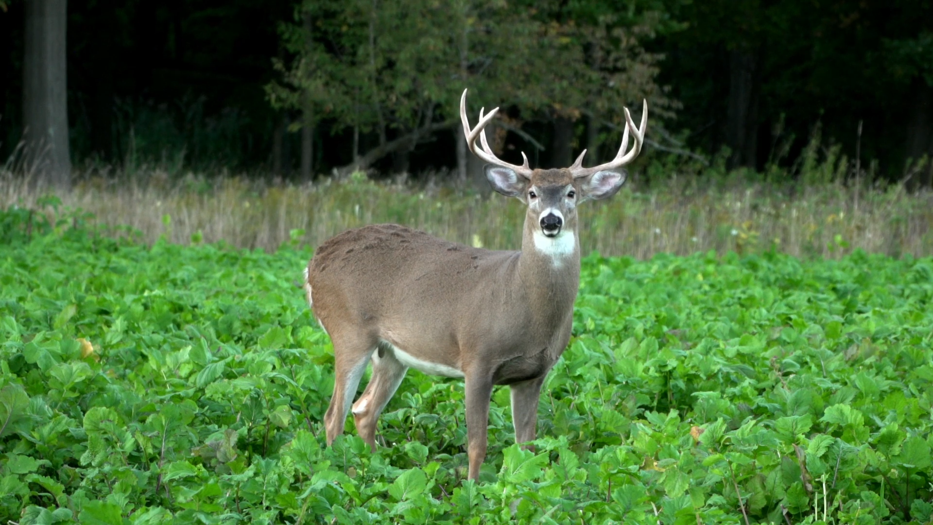 Last Day Suprise episode thumbnail