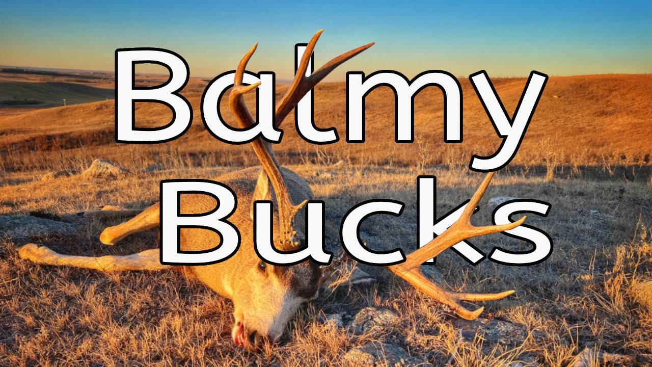 Balmy Bucks episode thumbnail