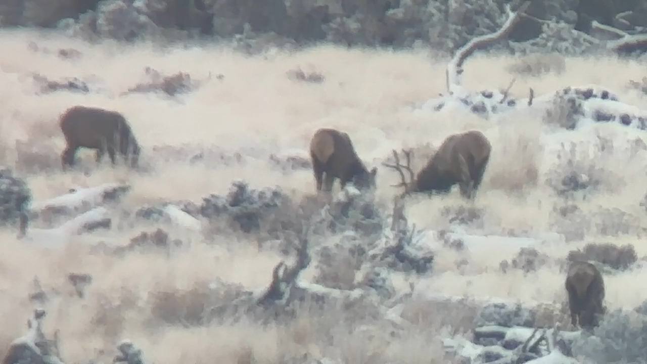 Late Season Elk episode thumbnail