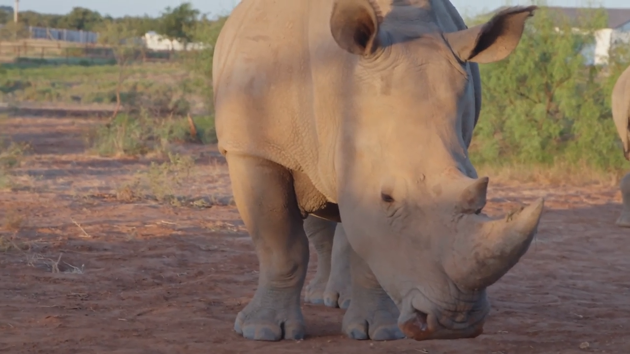 Rhino Conservation episode thumbnail