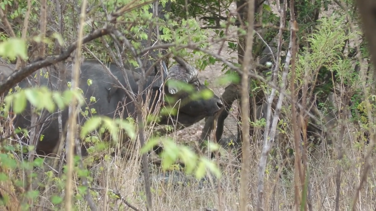 Cape Buffalo Quest - Part 1 episode thumbnail