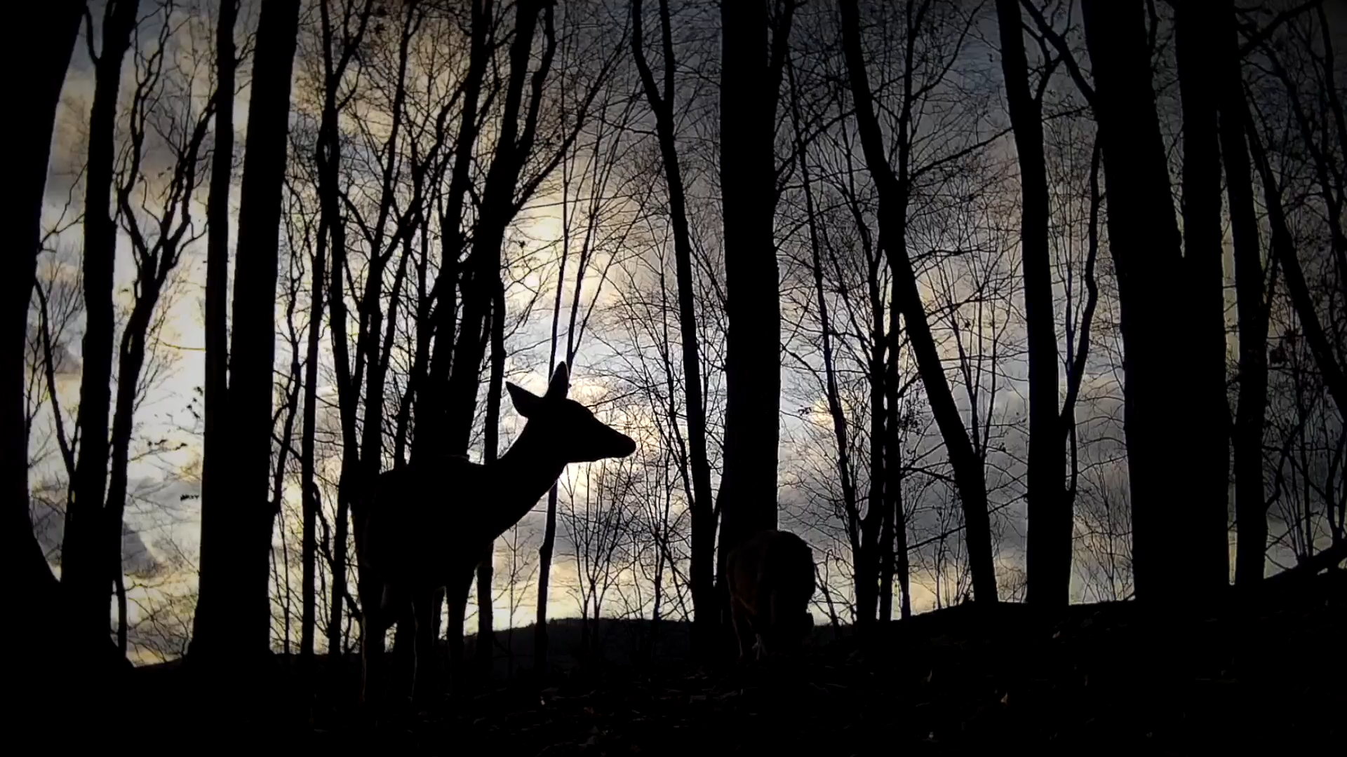 Northeast Whitetails episode thumbnail