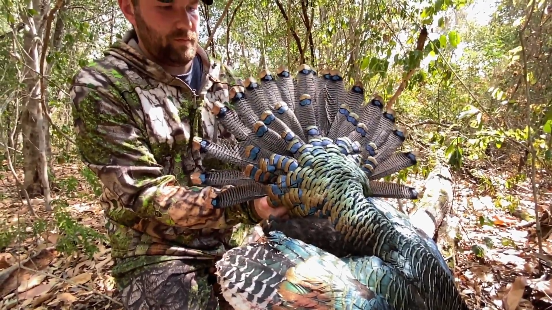 Ocellated Turkeys in Mexico - Part 2 episode thumbnail