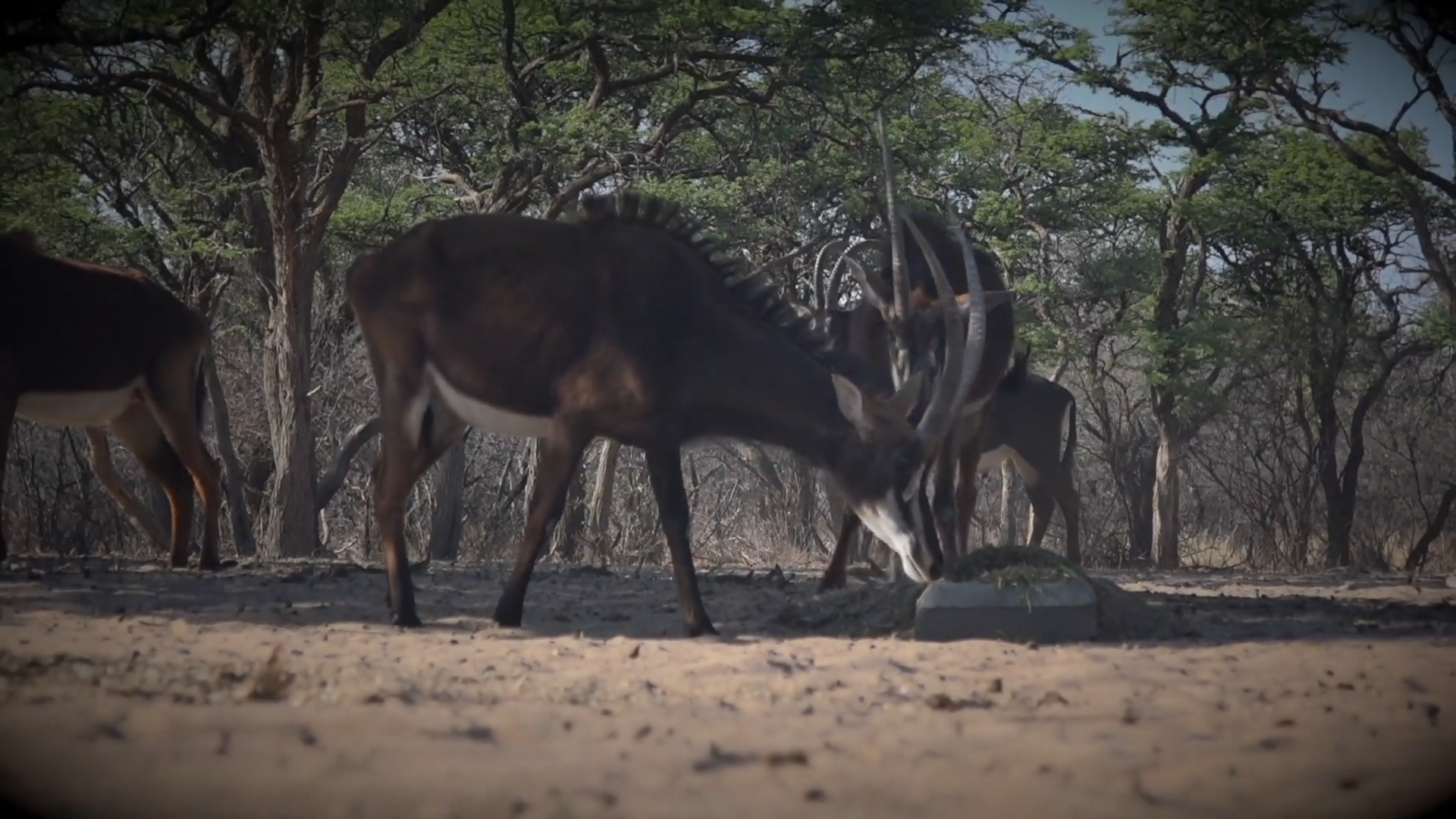 Avula Safaris Bushveld - Part 2 episode thumbnail