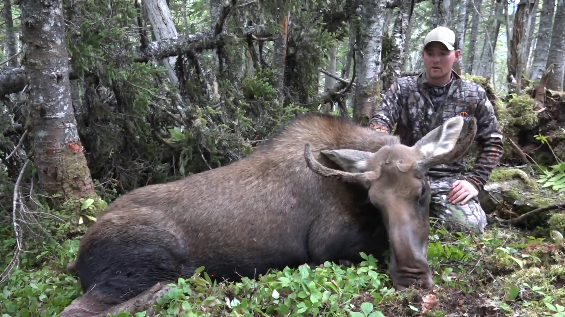 Newfoundland Moose episode thumbnail