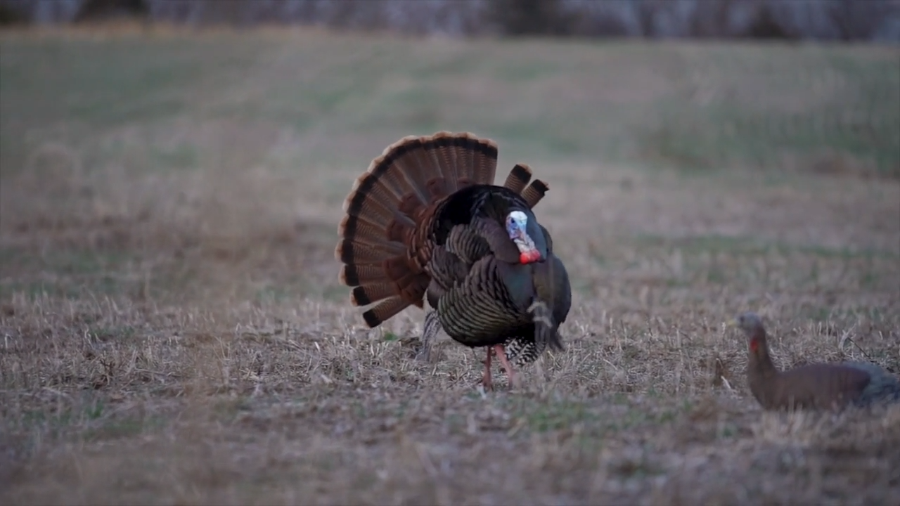 Public Birds / Turkey Trip episode thumbnail