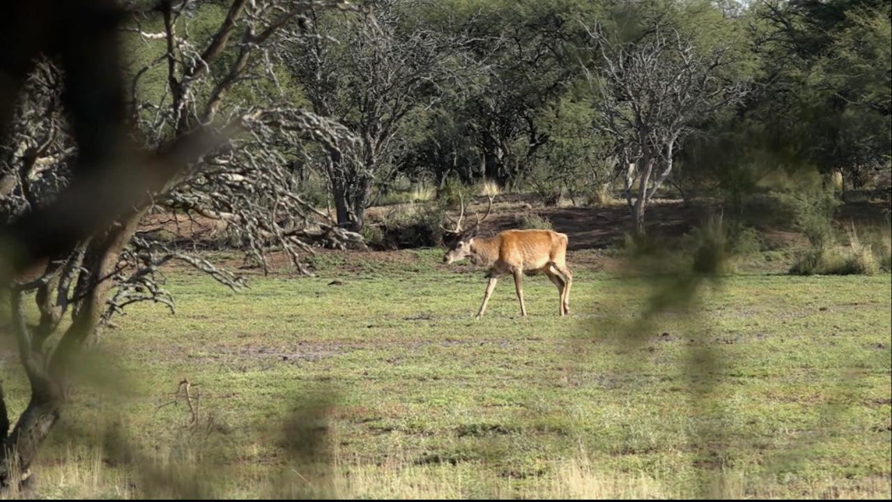 Bfalo de Agua episode thumbnail