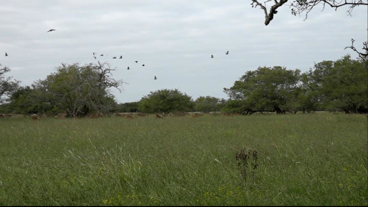 Argentina Axis episode thumbnail