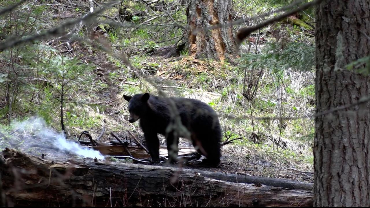 Bears...Or Beards? episode thumbnail