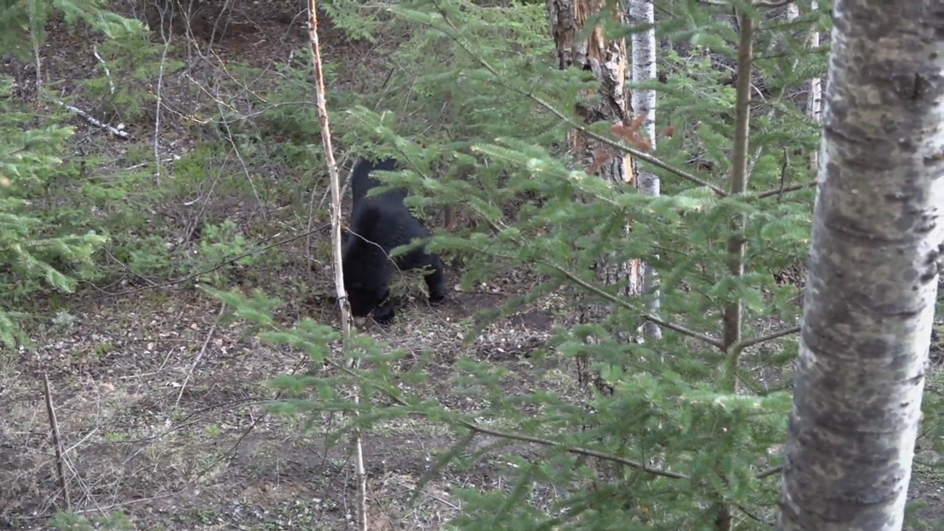 Manitoba Monsters episode thumbnail