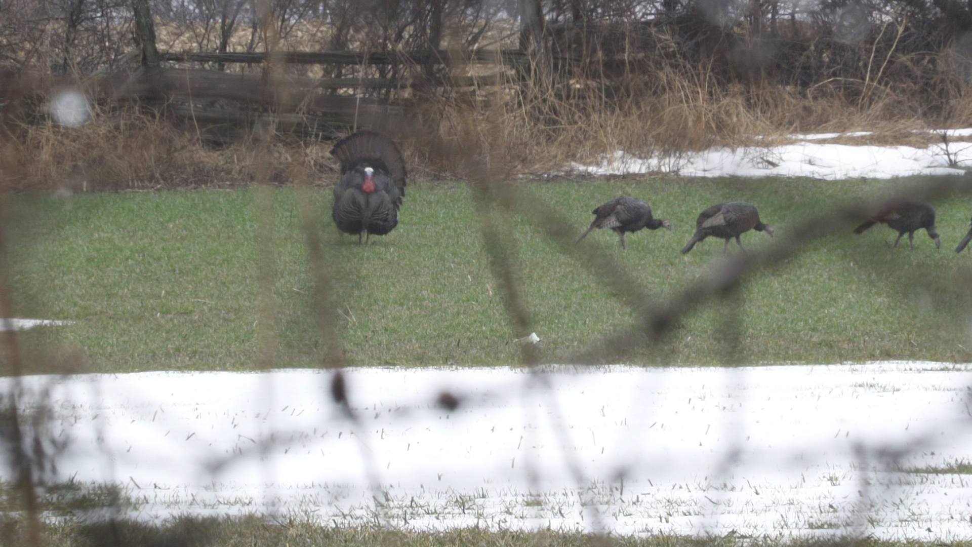 Dirty Boots Outdoorz  Turkey episode thumbnail