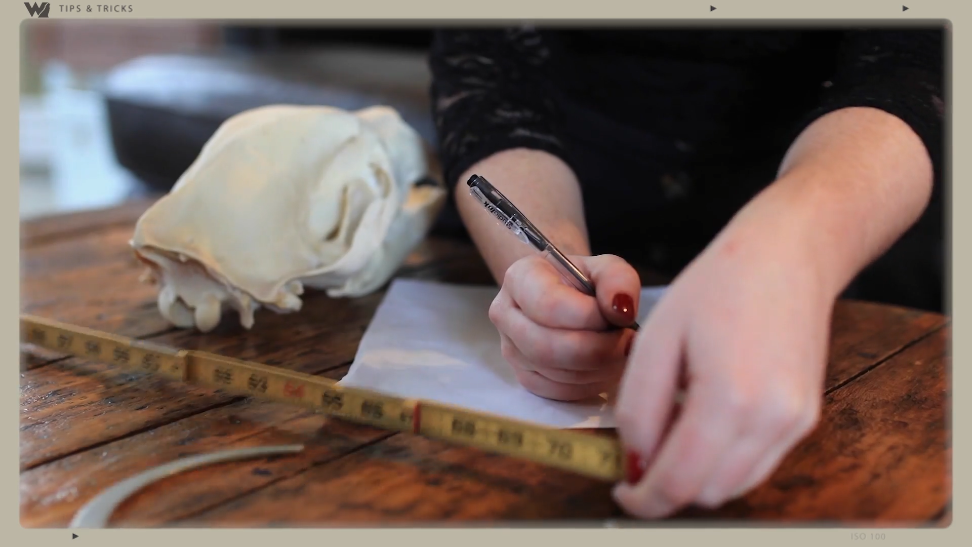 How to Score a Bear episode thumbnail