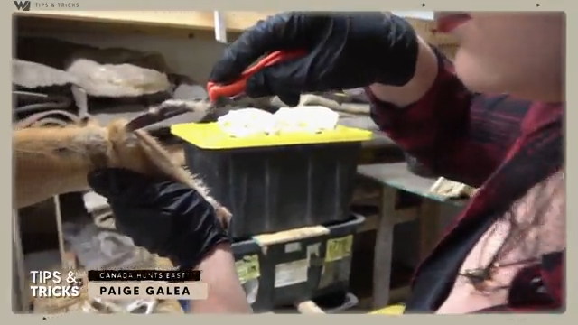 Tips & Tricks: How to do a Trappers Skin on a Coyote episode thumbnail