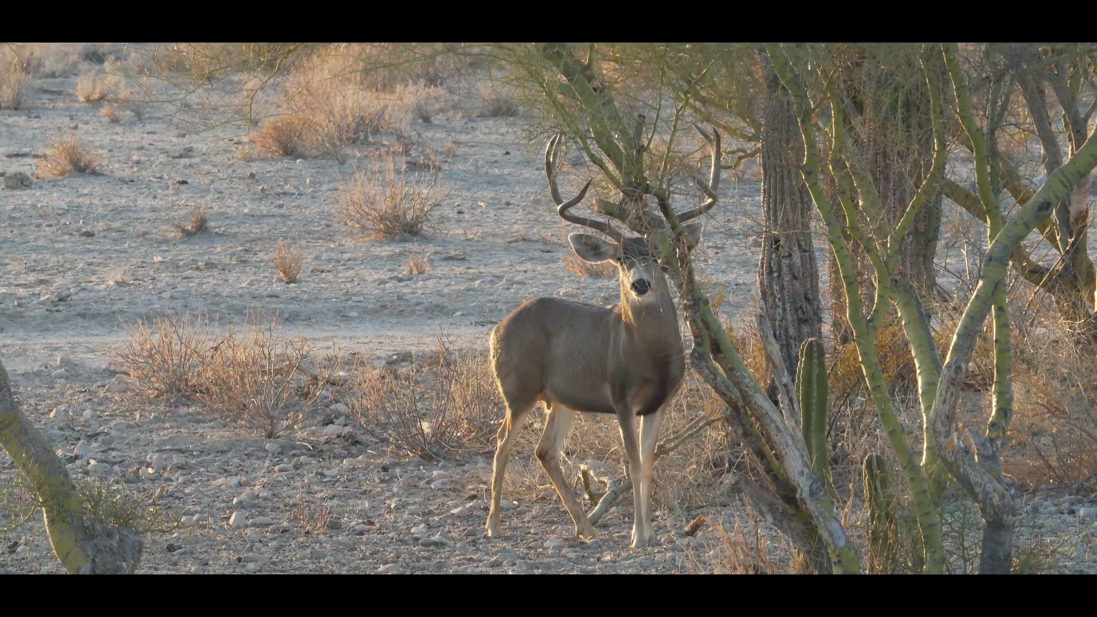 Desert Monarchs: Suerte en Sonora episode thumbnail