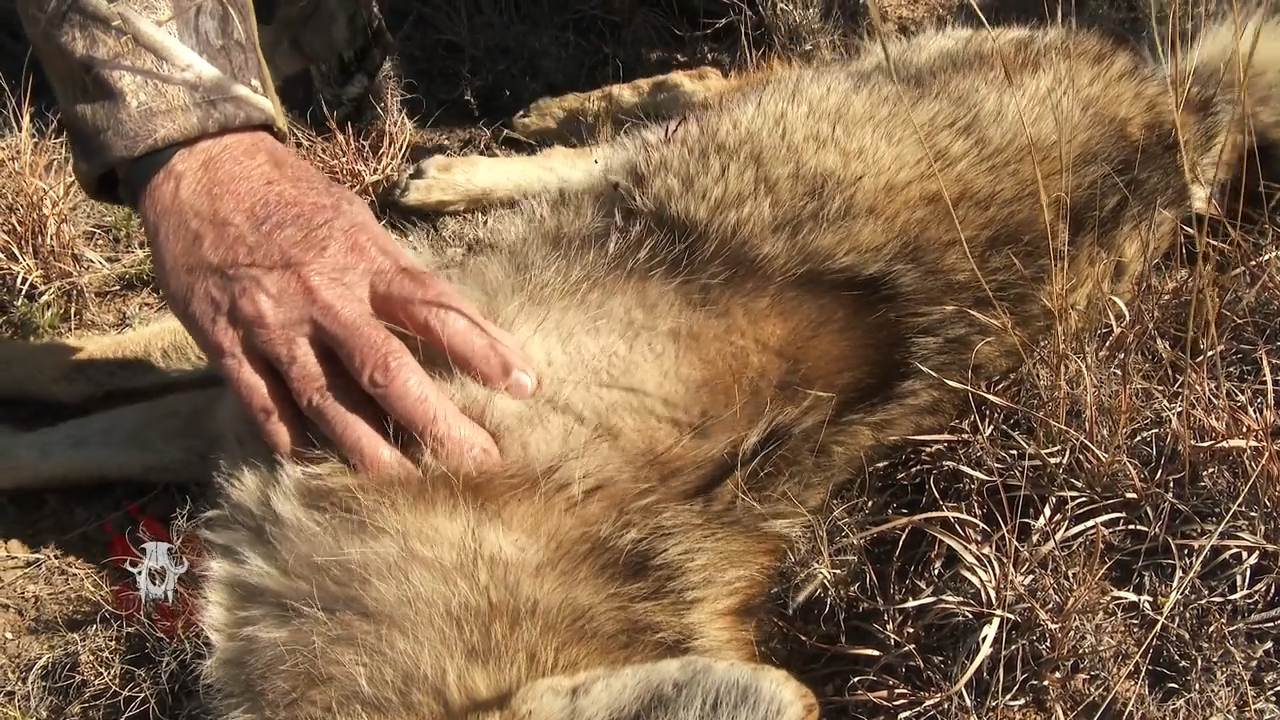 Panhandle Predators episode thumbnail