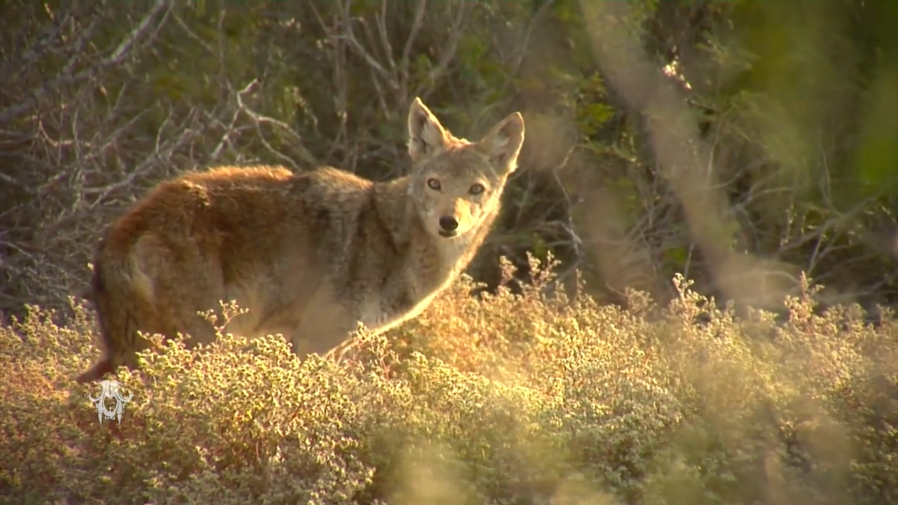 From Desert to Dense Brush episode thumbnail