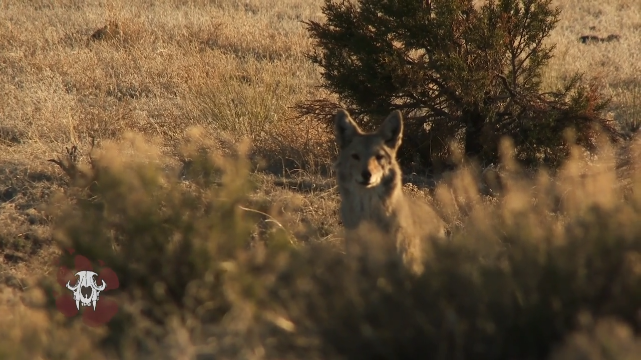 Testing the Ambush episode thumbnail