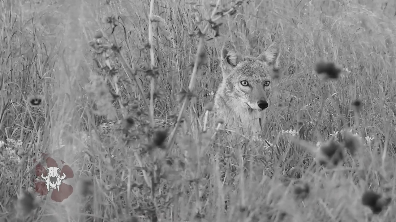 From the Boulders to the Brush episode thumbnail