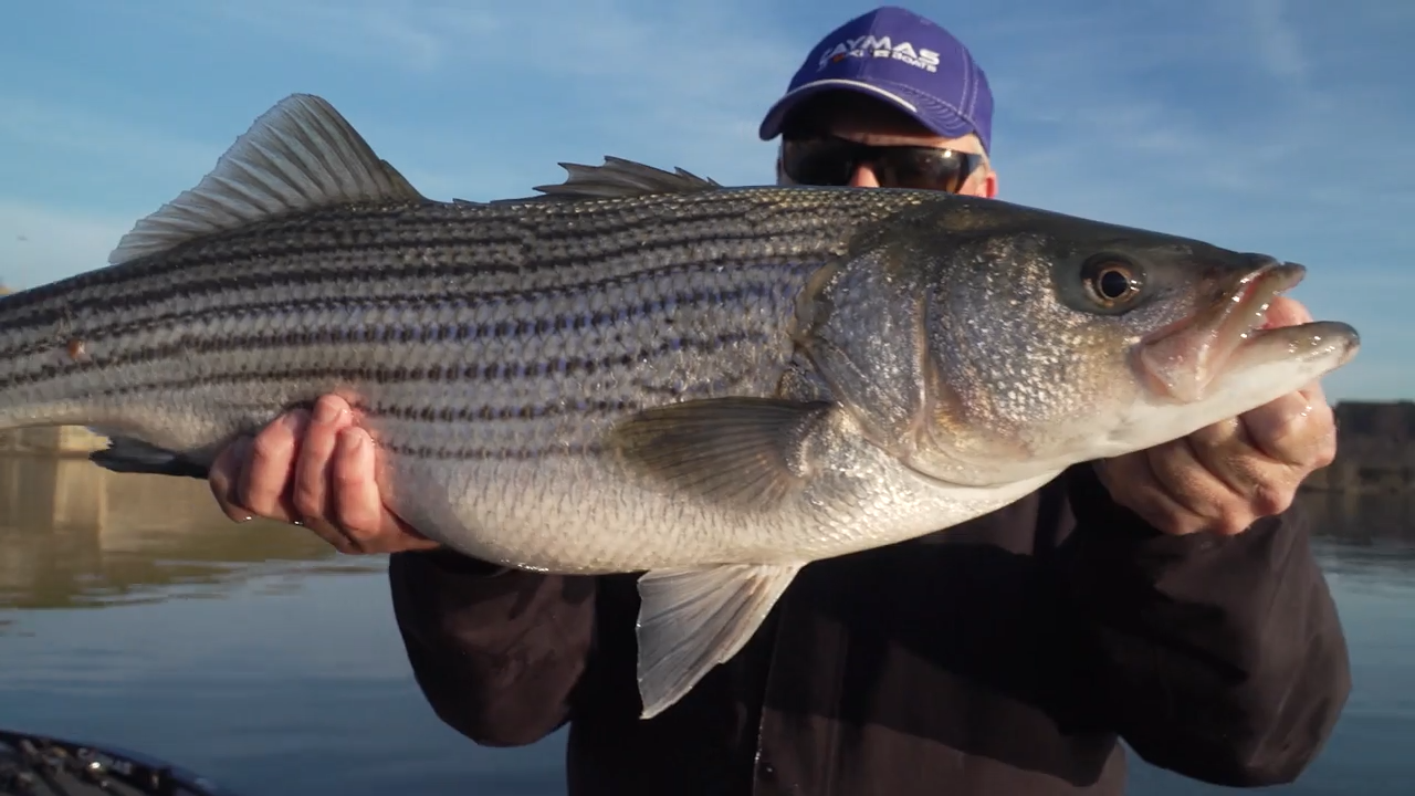 Bass Trio episode thumbnail